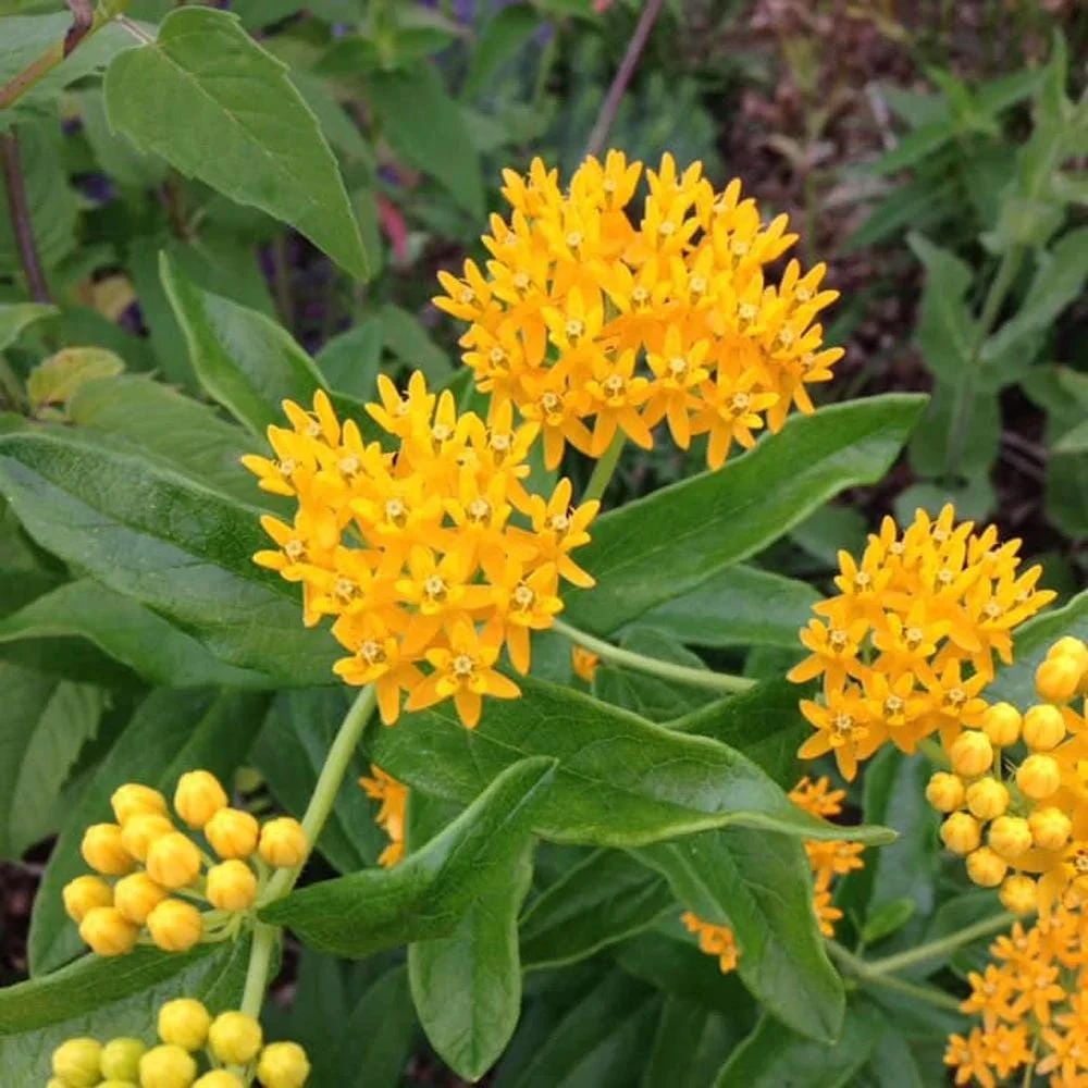 2 Yellow Milkweed Live Plants - 5-9 inches tall - Butterfly Host Plant - Image 7