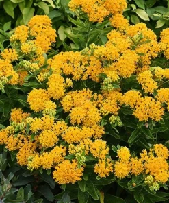 2 Yellow Milkweed Live Plants - 5-9 inches tall - Butterfly Host Plant - Image 8