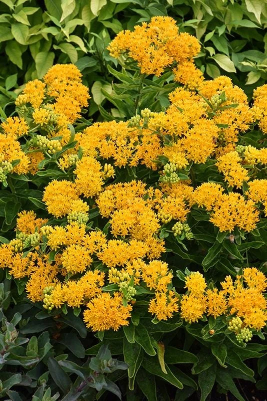 2 Yellow Milkweed Live Plants - 5-9 inches tall - Butterfly Host Plant - Image 8