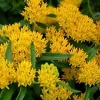 2 Yellow Milkweed Live Plants - 5-9 inches tall - Butterfly Host Plant - Image 1