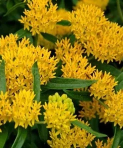 2 Yellow Milkweed Live Plants - 5-9 inches tall - Butterfly Host Plant - Image 1