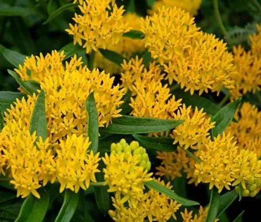 2 Yellow Milkweed Live Plants - 5-9 inches tall - Butterfly Host Plant - Image 1