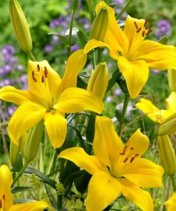 2 Yellow Power Asiatic Lily Bulbs - Vibrant, Perennial, Outdoor - Image 2