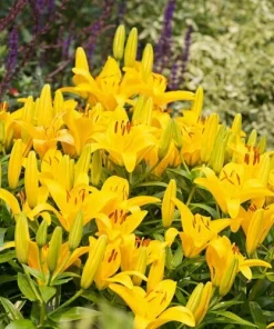 2 Yellow Power Asiatic Lily Bulbs - Vibrant, Perennial, Outdoor - Image 3