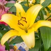 2 Yellow Power Asiatic Lily Bulbs - Vibrant, Perennial, Outdoor - Image 1
