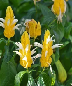 2 Yellow Shrimp Live Plants, Golden Shrimp Starter Plants, 4-7 Inch Tropical - Image 2