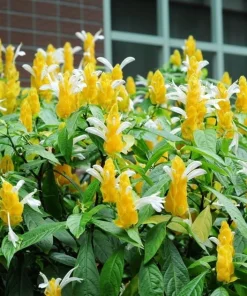 2 Yellow Shrimp Live Plants, Golden Shrimp Starter Plants, 4-7 Inch Tropical - Image 3