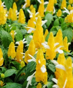 2 Yellow Shrimp Live Plants, Golden Shrimp Starter Plants, 4-7 Inch Tropical - Image 4
