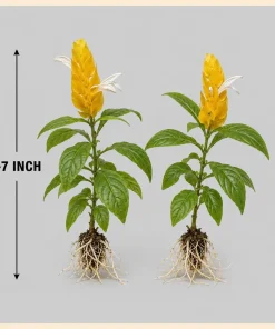 2 Yellow Shrimp Live Plants, Golden Shrimp Starter Plants, 4-7 Inch Tropical - Image 5