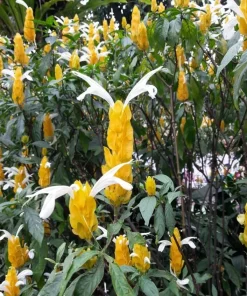 2 Yellow Shrimp Live Plants, Golden Shrimp Starter Plants, 4-7 Inch Tropical - Image 6