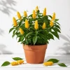 2 Yellow Shrimp Live Plants, Golden Shrimp Starter Plants, 4-7 Inch Tropical - Image 1