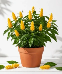 2 Yellow Shrimp Live Plants, Golden Shrimp Starter Plants, 4-7 Inch Tropical - Image 1