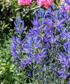 20 Blue Large Camas Seeds - Camassia Leichtlinii Native Flower, Zones 3-9 - Image 10