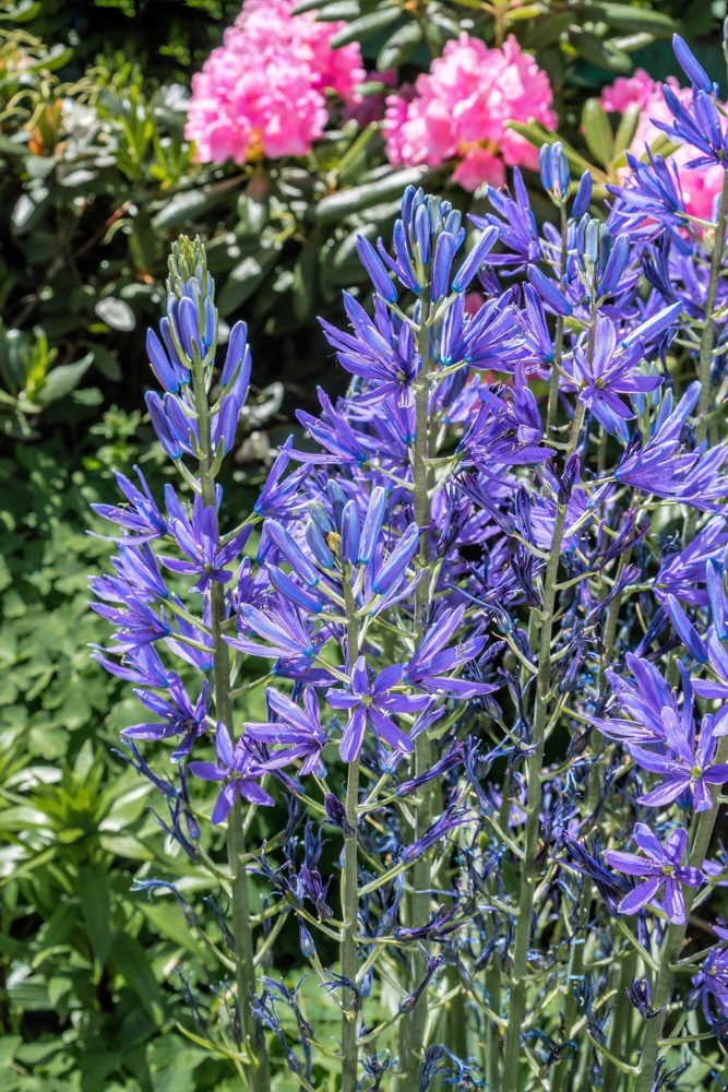 20 Blue Large Camas Seeds - Camassia Leichtlinii Native Flower, Zones 3-9 - Image 10