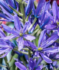 20 Blue Large Camas Seeds - Camassia Leichtlinii Native Flower, Zones 3-9 - Image 2