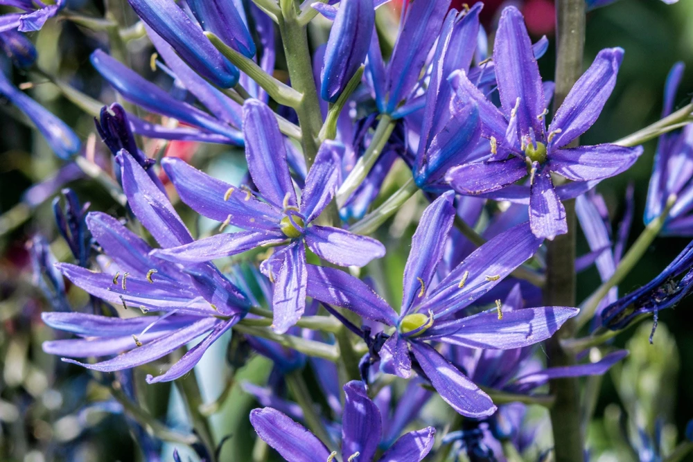 20 Blue Large Camas Seeds - Camassia Leichtlinii Native Flower, Zones 3-9 - Image 2