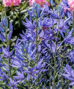 20 Blue Large Camas Seeds - Camassia Leichtlinii Native Flower, Zones 3-9 - Image 3