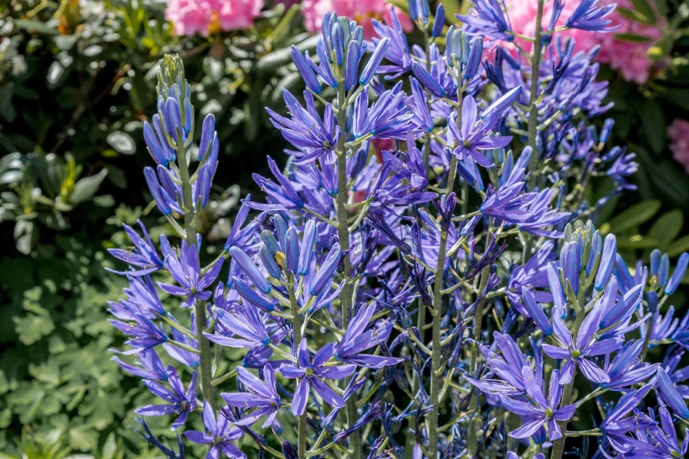 20 Blue Large Camas Seeds - Camassia Leichtlinii Native Flower, Zones 3-9 - Image 3