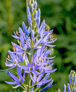 20 Blue Large Camas Seeds - Camassia Leichtlinii Native Flower, Zones 3-9 - Image 4