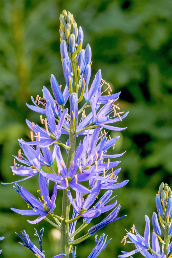 20 Blue Large Camas Seeds - Camassia Leichtlinii Native Flower, Zones 3-9 - Image 4