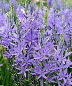 20 Blue Large Camas Seeds - Camassia Leichtlinii Native Flower, Zones 3-9 - Image 5