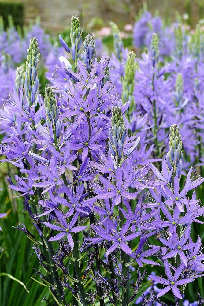 20 Blue Large Camas Seeds - Camassia Leichtlinii Native Flower, Zones 3-9 - Image 5