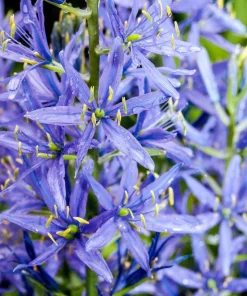 20 Blue Large Camas Seeds - Camassia Leichtlinii Native Flower, Zones 3-9 - Image 6