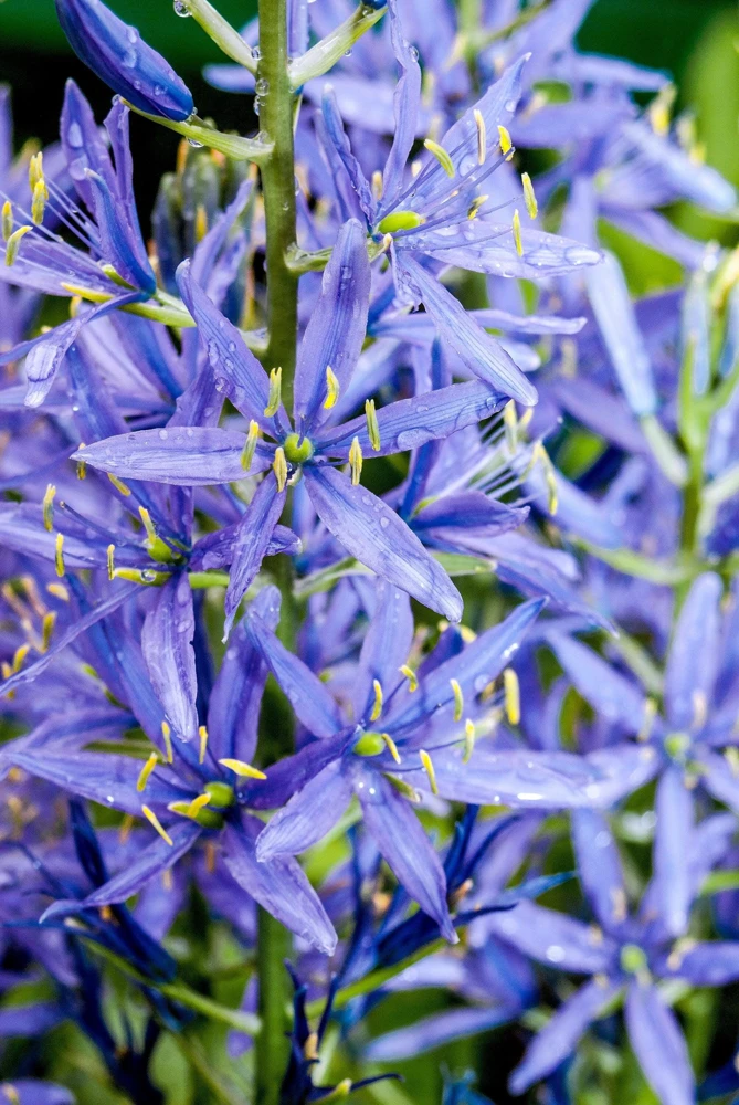 20 Blue Large Camas Seeds - Camassia Leichtlinii Native Flower, Zones 3-9 - Image 6