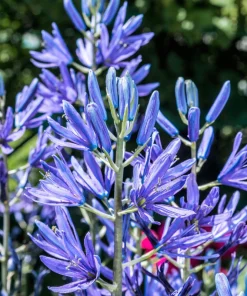 20 Blue Large Camas Seeds - Camassia Leichtlinii Native Flower, Zones 3-9 - Image 7