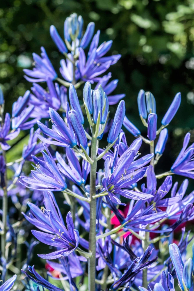 20 Blue Large Camas Seeds - Camassia Leichtlinii Native Flower, Zones 3-9 - Image 7
