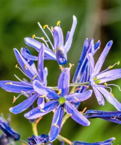 20 Blue Large Camas Seeds - Camassia Leichtlinii Native Flower, Zones 3-9 - Image 8