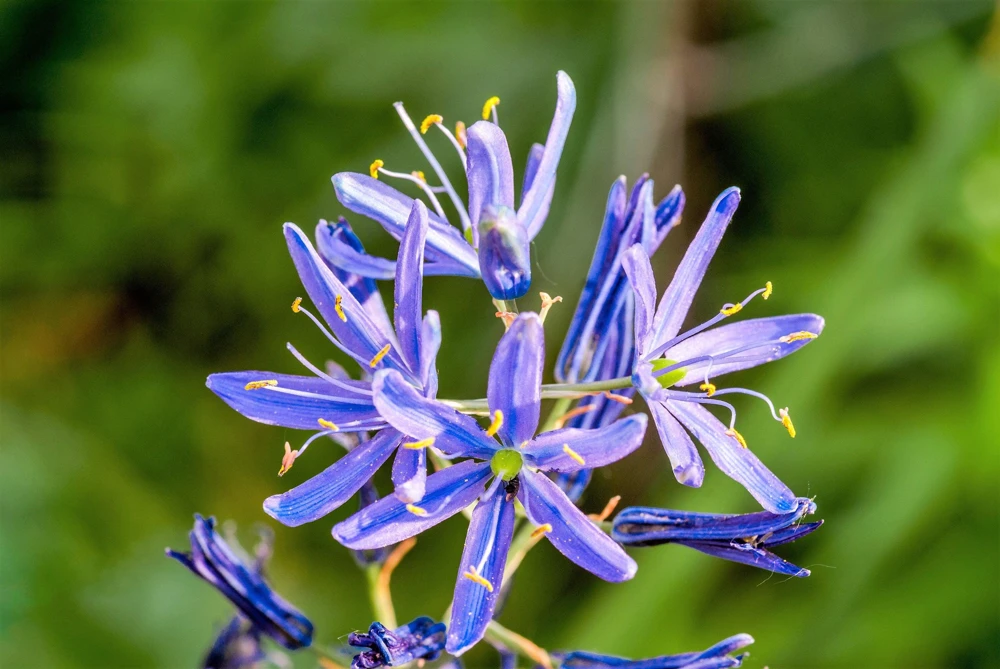20 Blue Large Camas Seeds - Camassia Leichtlinii Native Flower, Zones 3-9 - Image 8