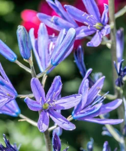 20 Blue Large Camas Seeds - Camassia Leichtlinii Native Flower, Zones 3-9 - Image 9