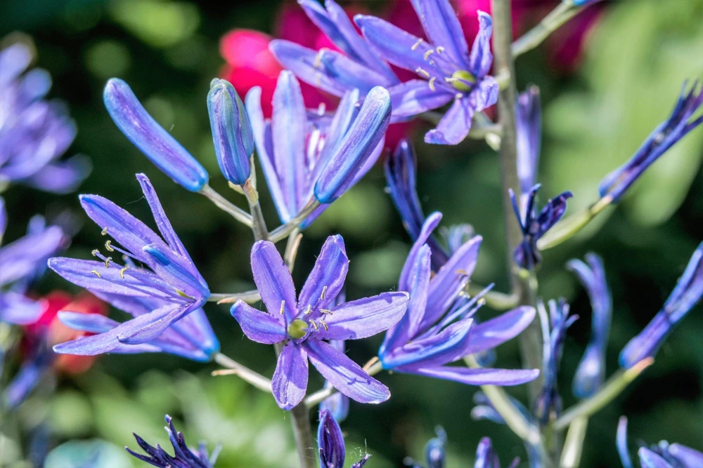 20 Blue Large Camas Seeds - Camassia Leichtlinii Native Flower, Zones 3-9 - Image 9