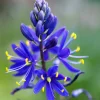 20 Blue Large Camas Seeds - Camassia Leichtlinii Native Flower, Zones 3-9 - Image 1