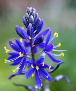 20 Blue Large Camas Seeds - Camassia Leichtlinii Native Flower, Zones 3-9 - Image 1
