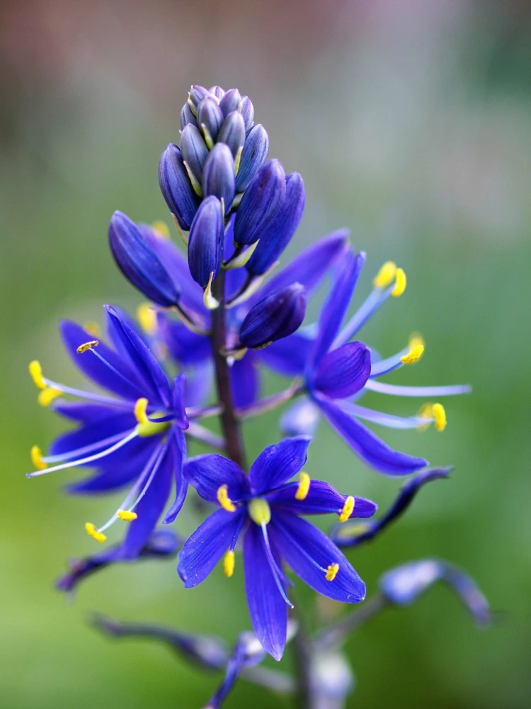 20 Blue Large Camas Seeds - Camassia Leichtlinii Native Flower, Zones 3-9 - Image 1