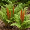 20 Cinnamon Fern Rhizomes - Native Woodland Fern Bare Root Plants for Shade - Image 1