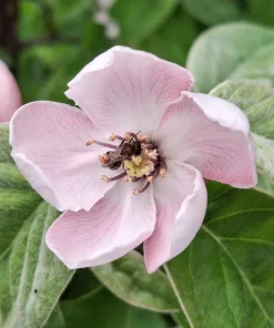 20 Culinary Quince Fruit Tree Seeds - Cydonia Oblonga Flowering Shrub - Image 10