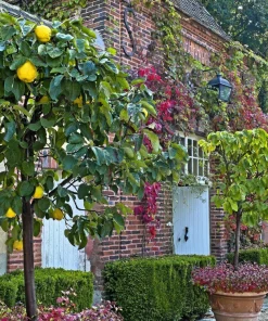 20 Culinary Quince Fruit Tree Seeds - Cydonia Oblonga Flowering Shrub - Image 11