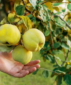 20 Culinary Quince Fruit Tree Seeds - Cydonia Oblonga Flowering Shrub - Image 12