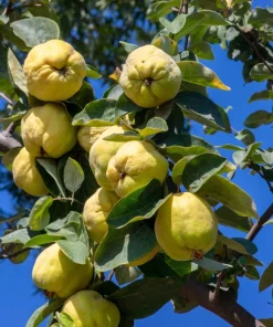 20 Culinary Quince Fruit Tree Seeds - Cydonia Oblonga Flowering Shrub - Image 13