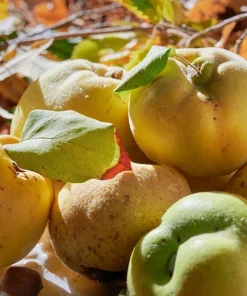 20 Culinary Quince Fruit Tree Seeds - Cydonia Oblonga Flowering Shrub - Image 14