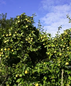 20 Culinary Quince Fruit Tree Seeds - Cydonia Oblonga Flowering Shrub - Image 15