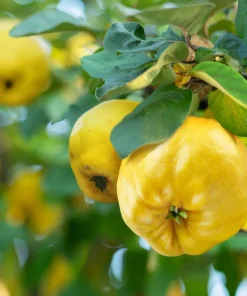 20 Culinary Quince Fruit Tree Seeds - Cydonia Oblonga Flowering Shrub - Image 2