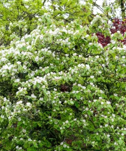 20 Culinary Quince Fruit Tree Seeds - Cydonia Oblonga Flowering Shrub - Image 3