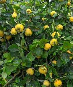 20 Culinary Quince Fruit Tree Seeds - Cydonia Oblonga Flowering Shrub - Image 4