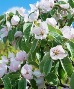 20 Culinary Quince Fruit Tree Seeds - Cydonia Oblonga Flowering Shrub - Image 5