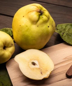20 Culinary Quince Fruit Tree Seeds - Cydonia Oblonga Flowering Shrub - Image 6