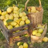20 Culinary Quince Fruit Tree Seeds - Cydonia Oblonga Flowering Shrub - Image 1